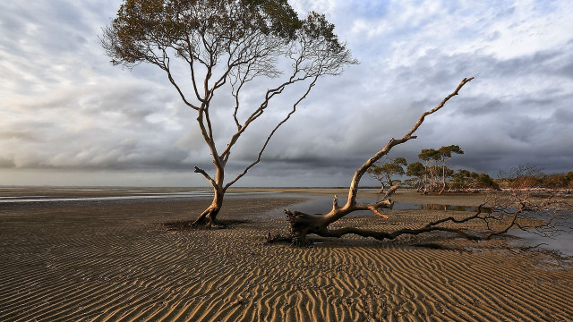 Beach tree sand tracks clouds free wallpaper for desktop - medium preview image