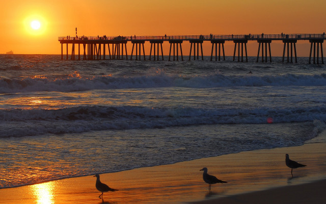 Birds beach ocean sunset pier free wallpaper for desktop - medium preview image