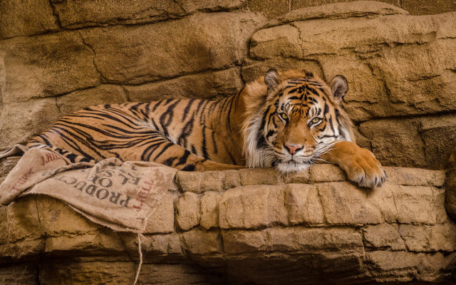 Tiger rock wall blanket sign free wallpaper for desktop - medium preview image