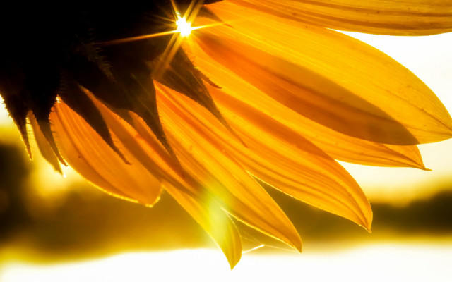 Sunflower sunshine petals water blurry free wallpaper for desktop - medium preview image