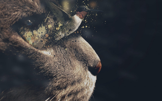 Cat bird surreal night sky free wallpaper for desktop - medium preview image