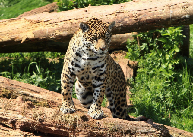 Leopard log zoo forest nature free wallpaper for desktop - medium preview image
