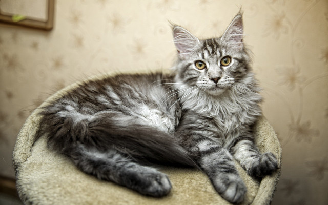 Cat rococo round chair toy free wallpaper for desktop - medium preview image