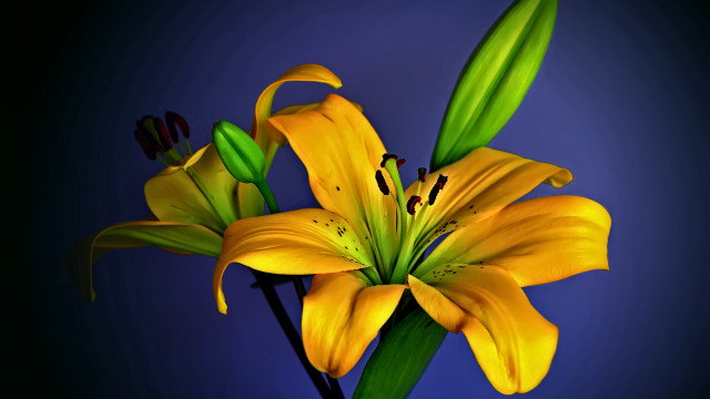Yellow flower green leaves blue free wallpaper for desktop - medium preview image