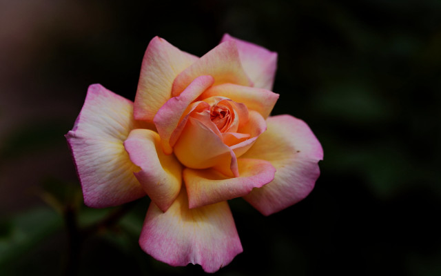 Pink yellow rose green blurry free wallpaper for desktop - medium preview image