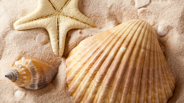 Starfish seashell sandy beach photorealistic free wallpaper for desktop - medium preview image