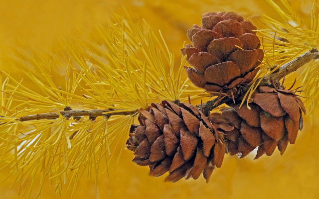 Pinecone branch yellow background leaves free wallpaper for desktop - medium preview image