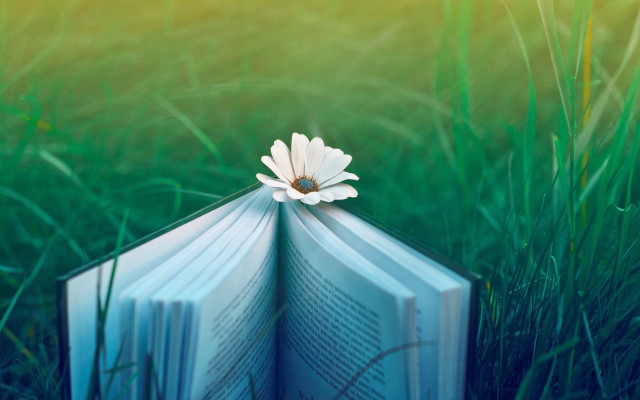Book flower grass magical realism #2 free wallpaper for desktop - medium preview image