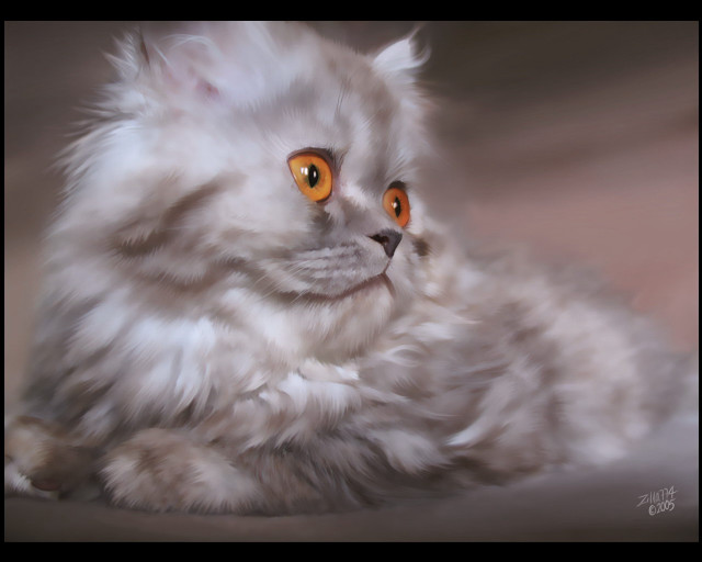 Orange eyed cat laying bed free wallpaper for desktop - medium preview image