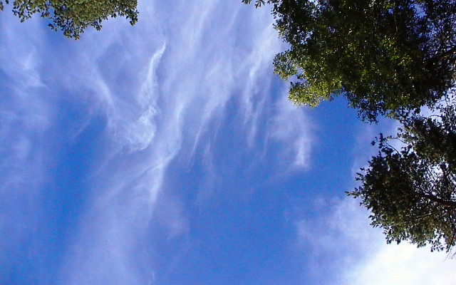 Blue sky clouds trees plane #2 free wallpaper for desktop - medium preview image