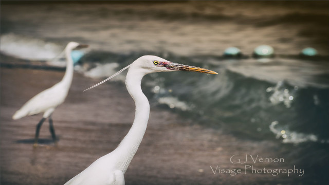 White birds beach ocean water free wallpaper for desktop - medium preview image