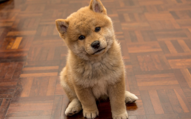 Small dog sad eyed wooden free wallpaper for desktop - medium preview image