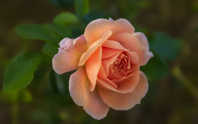 Pink rose green leaves blurry #11 free wallpaper for desktop - medium preview image