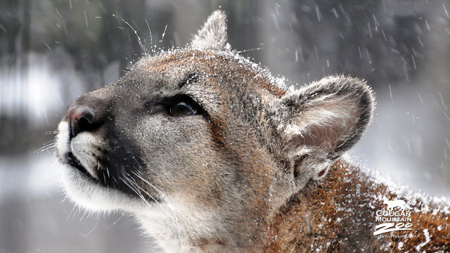Mountain lion snow falling closeup #2 free wallpaper for desktop - medium preview image