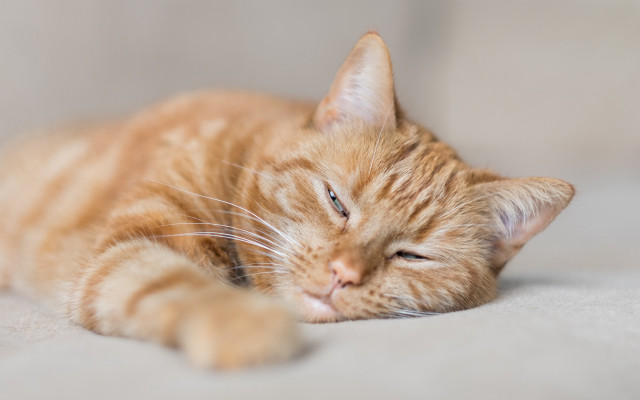 Sleeping cat couch pillow photorealistic free wallpaper for desktop - medium preview image