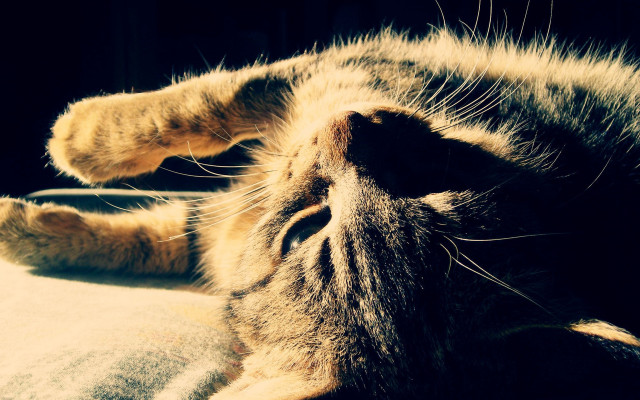 Cat laying on bed sunlight free wallpaper for desktop - medium preview image