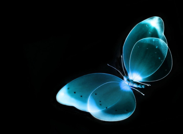 Blue butterfly black background wings #2 free wallpaper for desktop - medium preview image