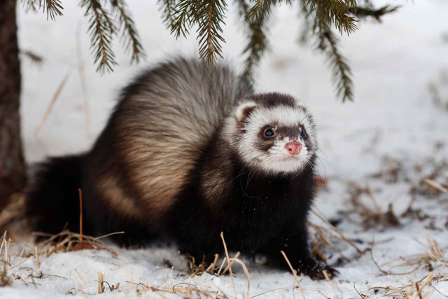 Ferret snowy forest bamboo blurry free wallpaper for desktop - medium preview image