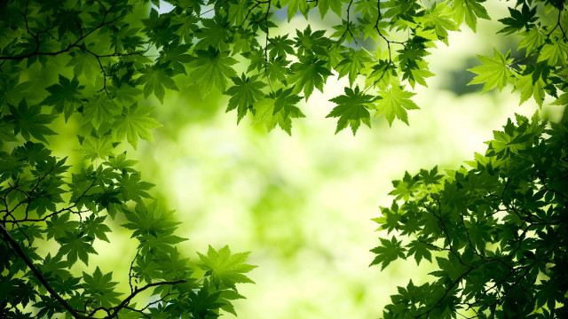 Green leafy tree blurry background #2 free wallpaper for desktop - medium preview image