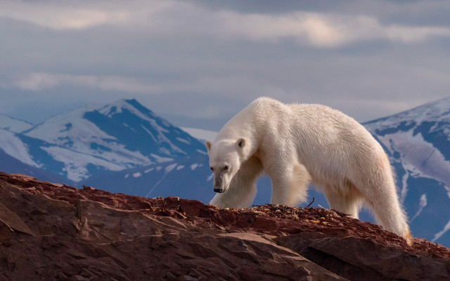 Polar bear rocky hill mountains #2 free wallpaper for desktop - medium preview image