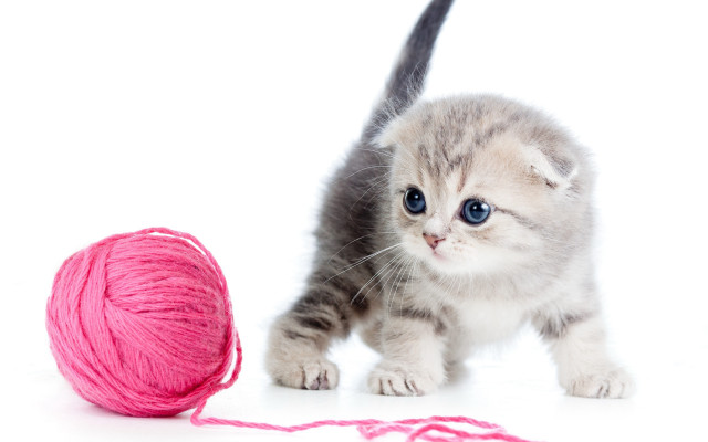 Kitten yarn play white background free wallpaper for desktop - medium preview image