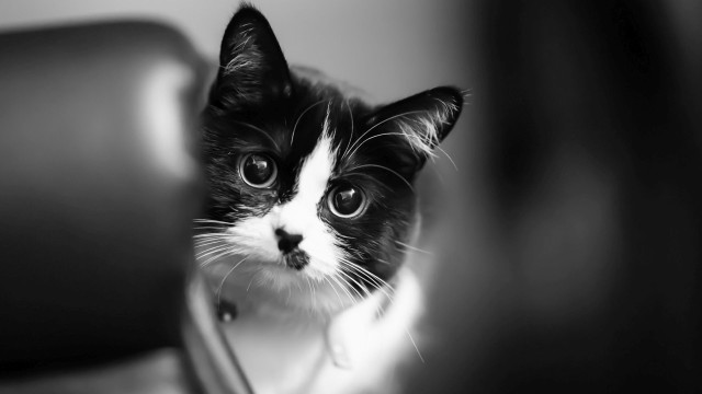 Black white cat serious eyes free wallpaper for desktop - medium preview image