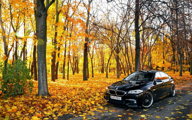 Black car woods autumn leaves free wallpaper for desktop - medium preview image