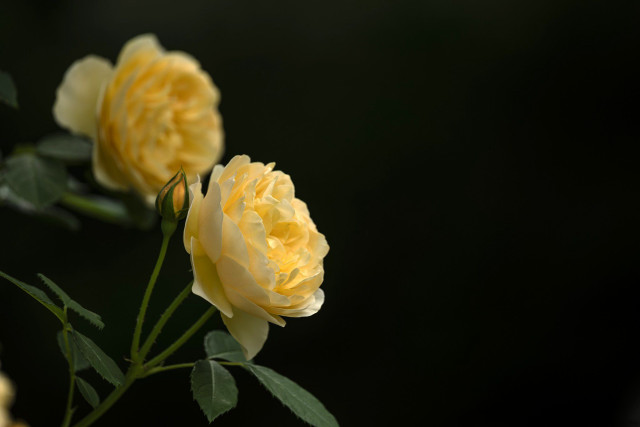 Yellow flower leaves macro roses free wallpaper for desktop - medium preview image