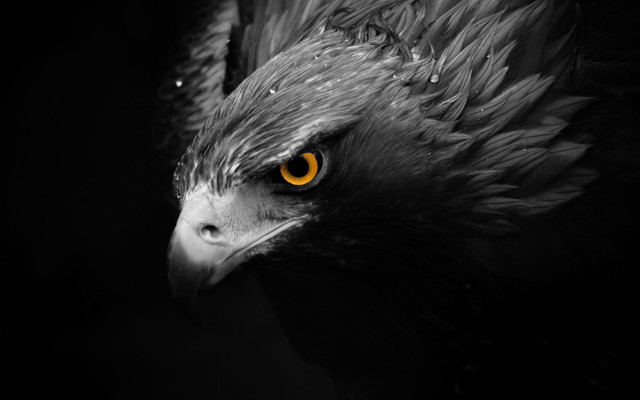 Bird yellow eyes black background free wallpaper for desktop - medium preview image