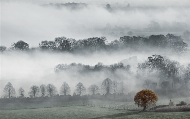 Foggy lone tree misty mountains free wallpaper for desktop - medium preview image