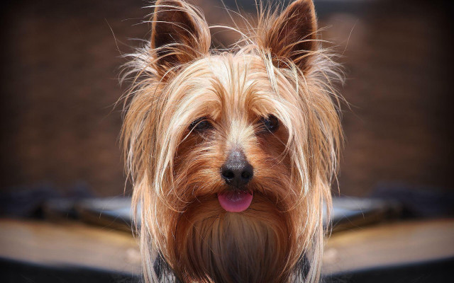 Dog tongue out camera blurry free wallpaper for desktop - medium preview image