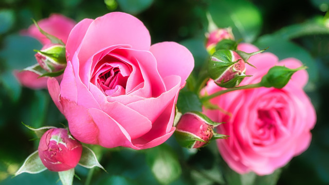 Pink rose macro blurry background #3 free wallpaper for desktop - medium preview image