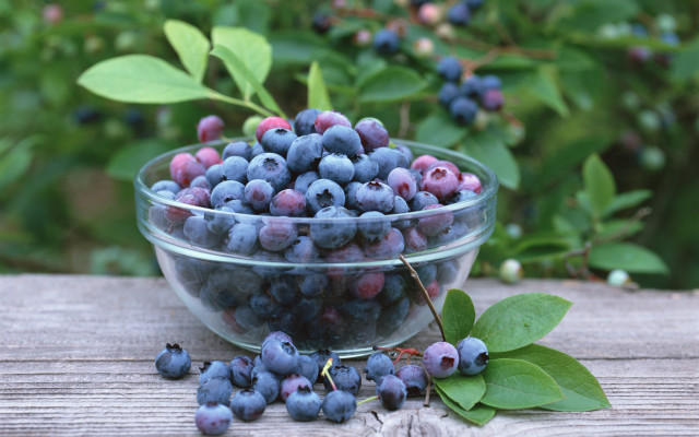 Blueberries leaves bowl outdoor sunlight free wallpaper for desktop - medium preview image