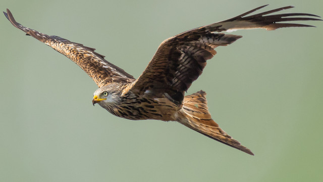 Bird of prey wings spread #4 free wallpaper for desktop - medium preview image