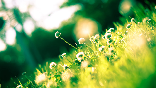 Grass flowers bokeh christmas nature #2 free wallpaper for desktop - medium preview image