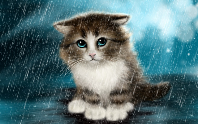 Black cat rainy day blue free wallpaper for desktop - medium preview image