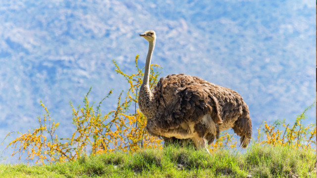 Ostrich grassy hill mountain autumn free wallpaper for desktop - medium preview image