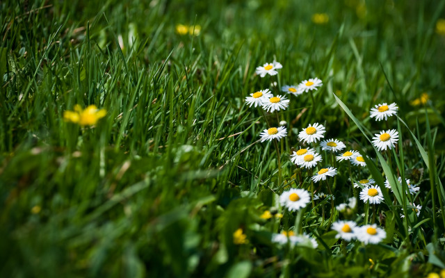 Daisies grass yellow flowers blurry free wallpaper for desktop - medium preview image