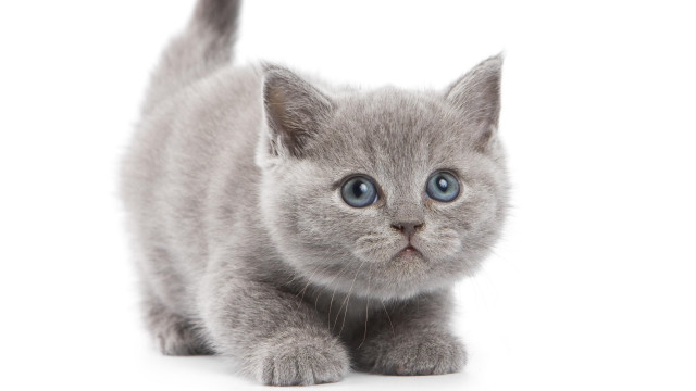 Small gray kitten blue eyes #2 free wallpaper for desktop - medium preview image