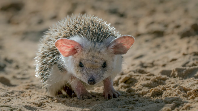 Small hedgehog beach sand surreal free wallpaper for desktop - medium preview image