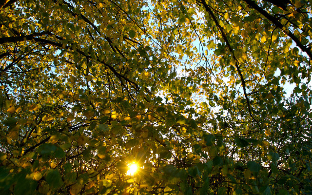Sunshine through leaves forest autumn free wallpaper for desktop - medium preview image
