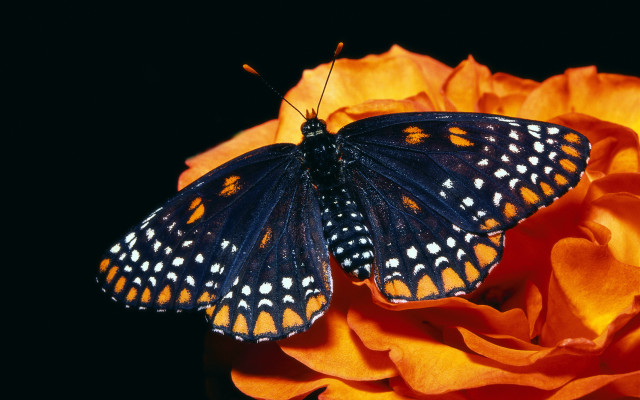 Butterfly flower orange embers fire free wallpaper for desktop - medium preview image