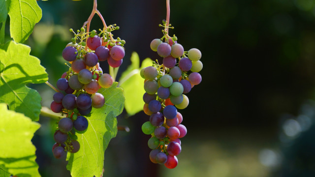 Grapes dionysus vines leaves green free wallpaper for desktop - medium preview image