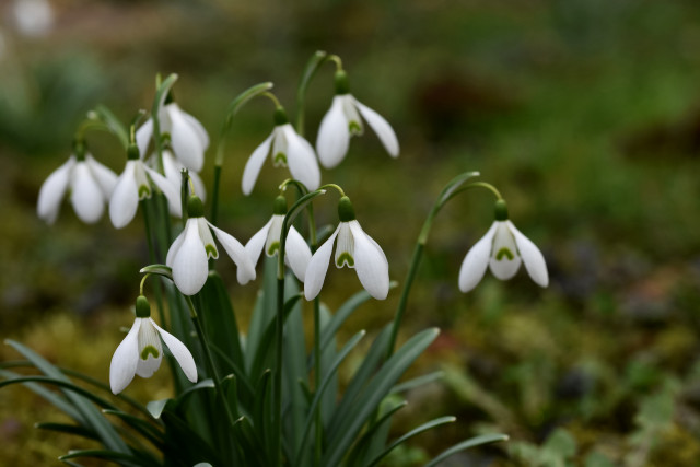 White flowers mossy ground butterfly free wallpaper for desktop - medium preview image