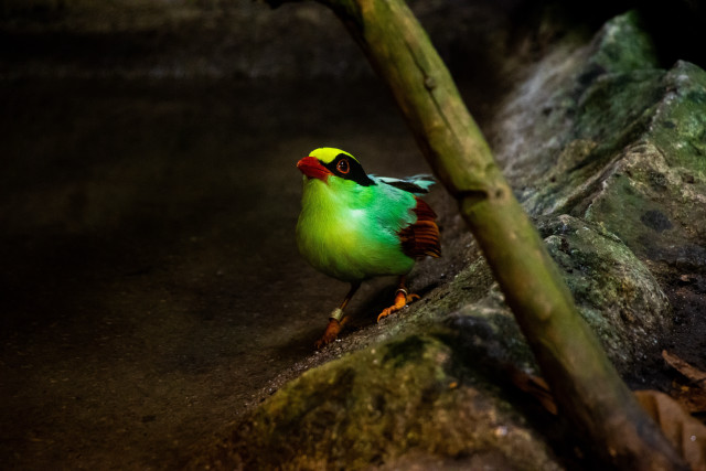 Small bird rock stick green free wallpaper for desktop - medium preview image