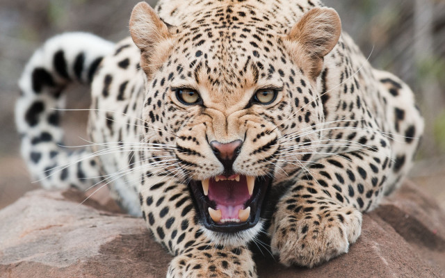 Leopard open mouth rock wildlife free wallpaper for desktop - medium preview image