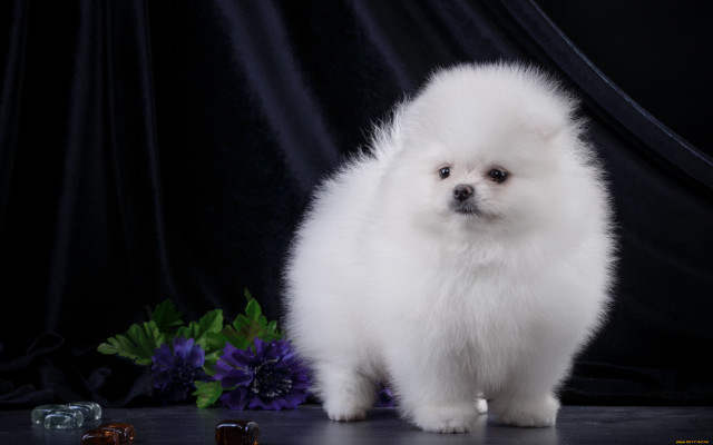 Small white dog purple hydrangea free wallpaper for desktop - medium preview image