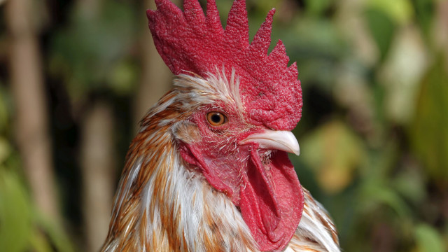 Rooster red comb white face free wallpaper for desktop - medium preview image