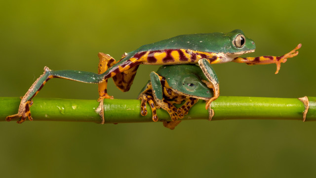 Frog striped green stem macro free wallpaper for desktop - medium preview image