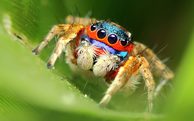 Colorful spider blue orange red free wallpaper for desktop - medium preview image